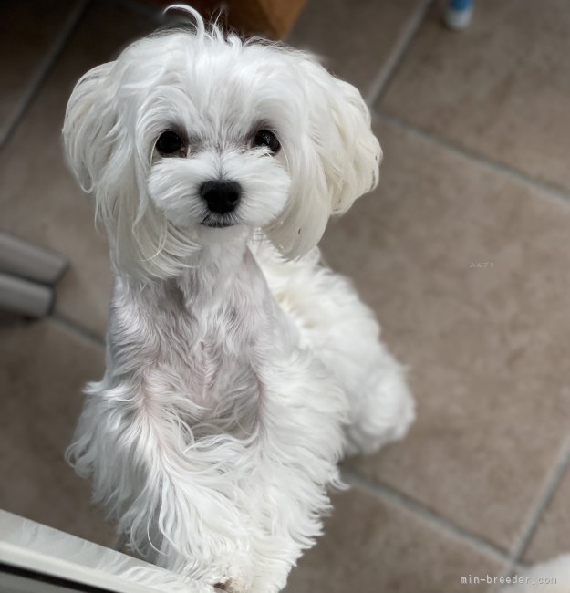 マルチーズ【・女の子・2021年8月26日・ホワイト】