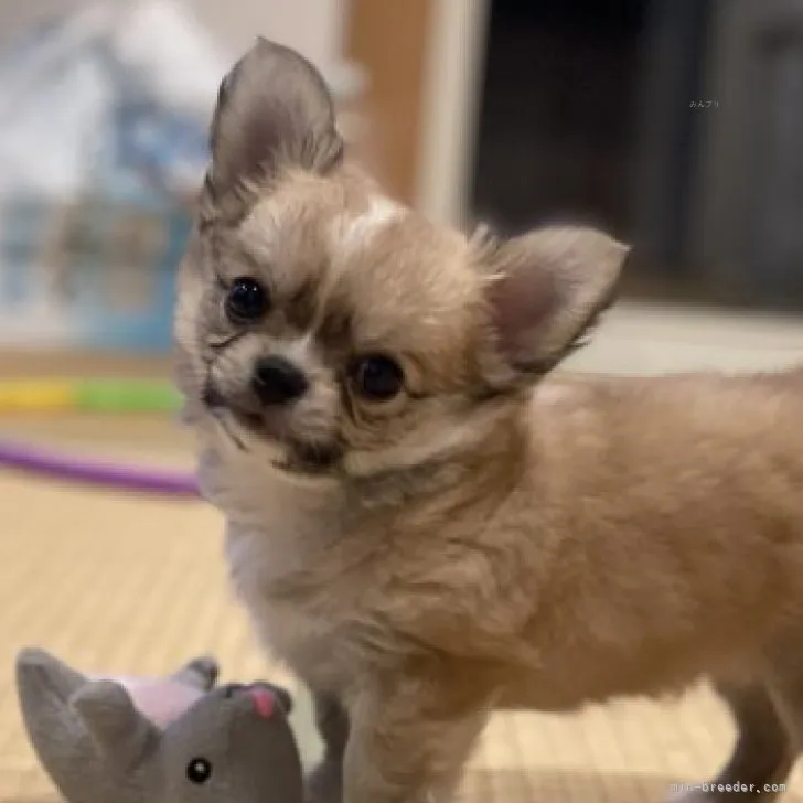 ID：2309-04907の子犬