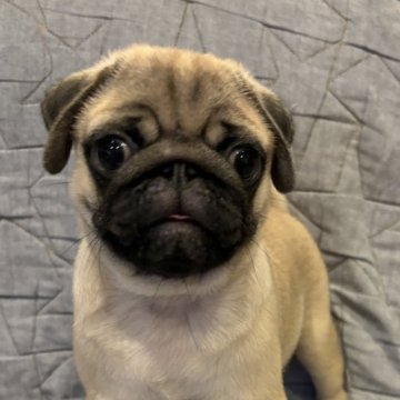 パグ【鹿児島県・男の子・2024年6月12日・フォーン】の写真「ムチムチボディ!」