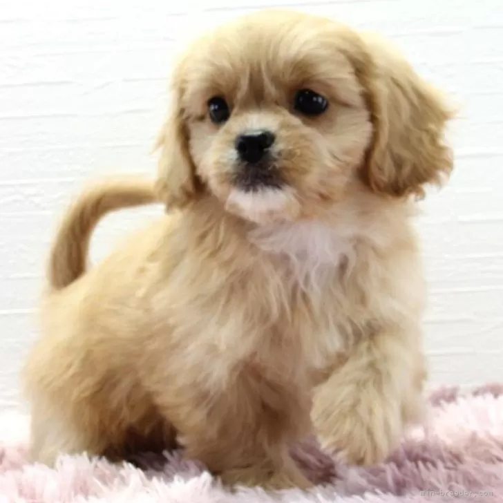 M.H 様のお迎えした子犬