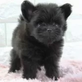 ポメプー(ポメラニアン×トイプードル)【愛知県・女の子・2024年11月21日・ブラック】の写真1「女の子らしさが可愛いポメプーの女の子です」