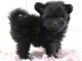 ポメプー(ポメラニアン×トイプードル)【愛知県・女の子・2024年11月21日・ブラック】の写真2「かなり賢いポメプーの女の子です」