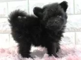ポメプー(ポメラニアン×トイプードル)【愛知県・女の子・2024年11月21日・ブラック】の写真4「かなり人間が大好きなポメプーの女の子です」