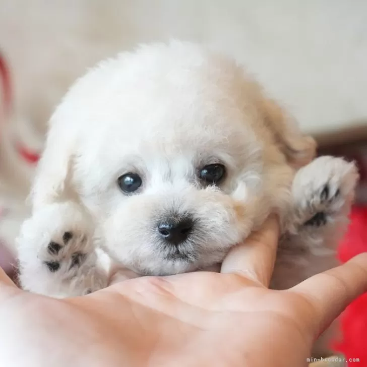 ID：2503-04427の子犬
