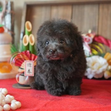 トイプードル(タイニー)【大阪府・男の子・2024年11月15日・シルバー】の写真「コンパクトな小さい感じの仔です」