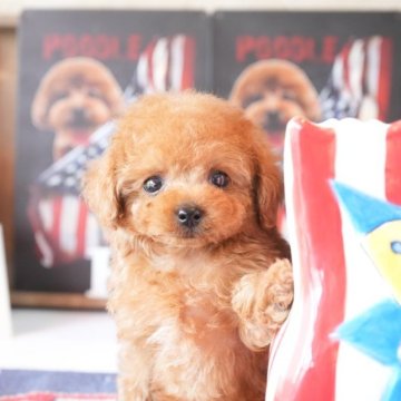 トイプードル(ティーカップ)【大阪府・男の子・2025年4月2日・レッド】の写真「両親共にティーカップサイズの子」