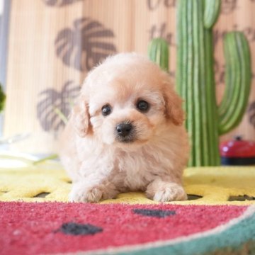 タイニープードル【大阪府・男の子・2025年6月25日・クリーム】の写真「ずんぐりしたお目目クリクリの子」