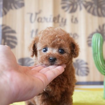 トイプードル(ティーカップ)【大阪府・女の子・2025年6月27日・レッド】の写真「性格の優しい大人しい感じの子」