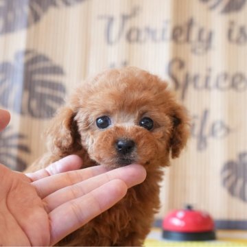 トイプードル(ティーカップ)【大阪府・女の子・2025年6月27日・レッド】の写真「小顔でお耳位置が高めの子です」