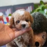 ティーカッププードル