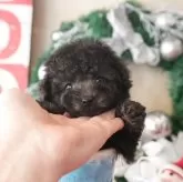 タイニープードル