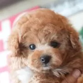 タイニープードル