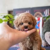 ティーカッププードル