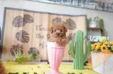 ティーカッププードル【大阪府・女の子・2025年6月27日・レッド】の写真4