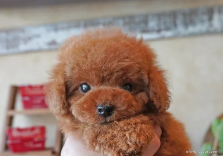 こてっちゃん 様のお迎えした子犬