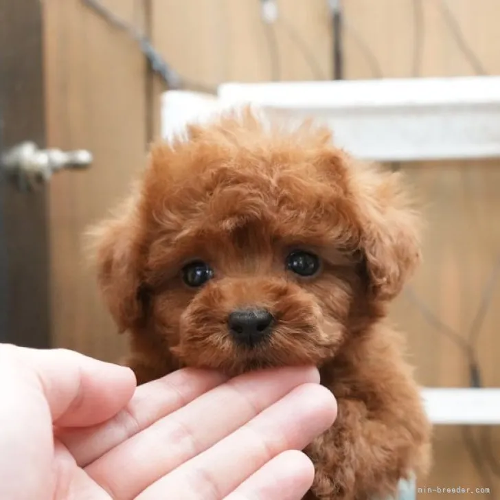 ID:2303-02919の子犬