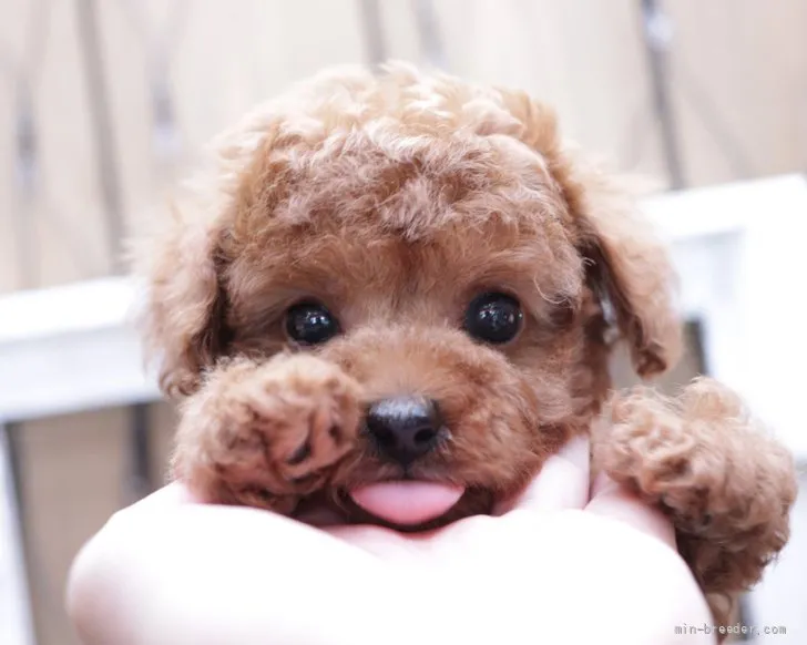 M.H 様のお迎えした子犬