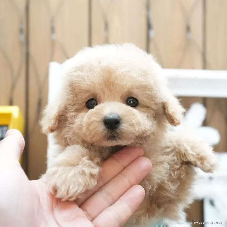 ID:2401-03464の子犬