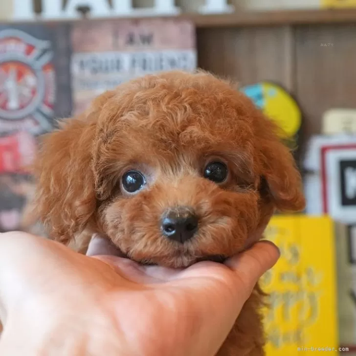 ID：2407-02565の子犬