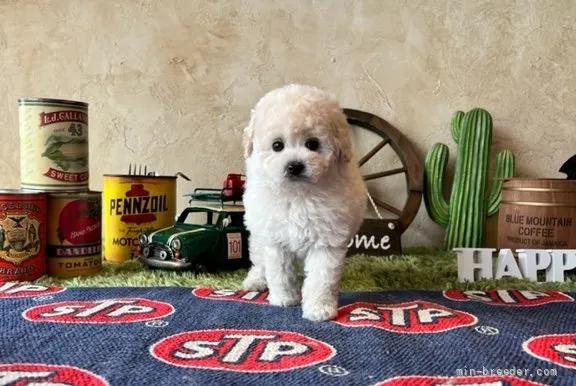 ID:2205-02003の子犬
