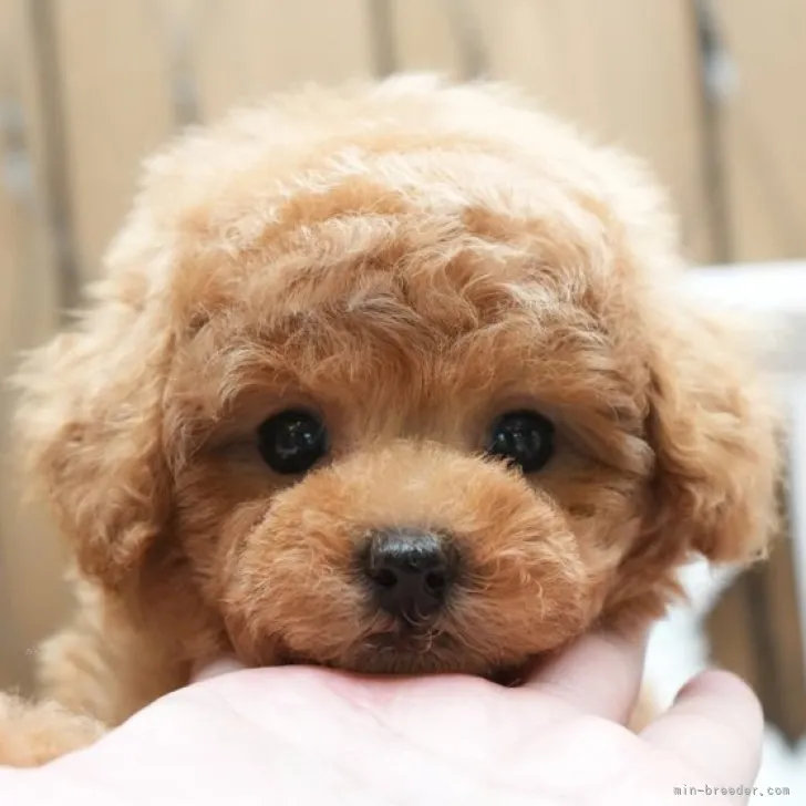 ID：2312-00608の子犬