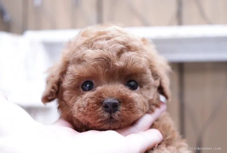 T.M 様のお迎えした子犬