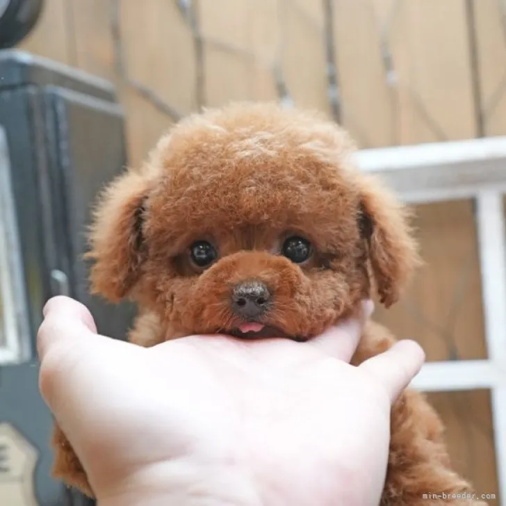 ID:2304-01383の子犬