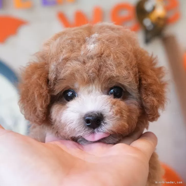 ID：2410-03572の子犬