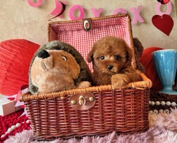 トイプードル(ティーカップ)【大阪府・女の子・2021年11月24日・レッド】の写真「手足の短ーいモコモコちゃん」