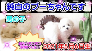 トイプードル(タイニー)【大阪府・男の子・2021年5月6日・ホワイト】の写真「涙焼けのないモコモコちゃん」