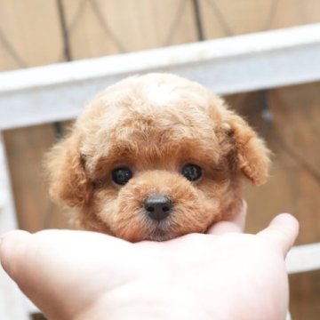 トイプードル(タイニー)【大阪府・男の子・2023年7月28日・アプリコット】の写真「派手な毛色のプーちゃんです」