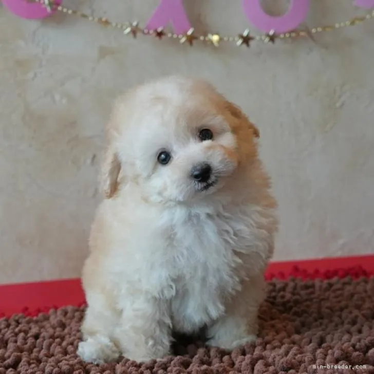 ID:2211-03449の子犬