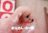 ティーカッププードル【・男の子・2015年1月24日・クリーム】