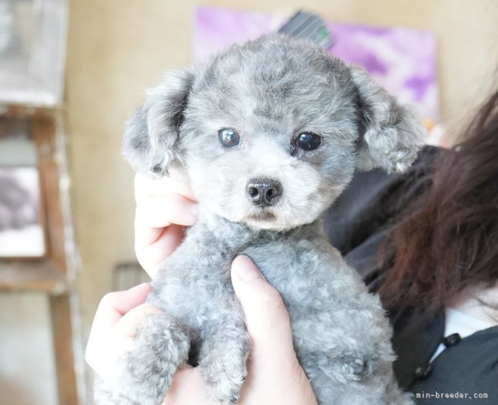 ティーカッププードル【・男の子・2019年9月10日・シルバー】