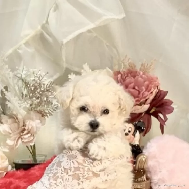 ティーカッププードル【兵庫県・男の子・2025年8月1日・クリーム】の写真1