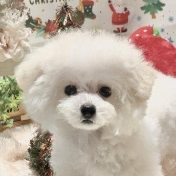 トイプードル(ティーカップ)【兵庫県・男の子・2025年8月1日・クリーム】の写真「小さな可愛い男の子🩷
マイクロティーカップ予想」