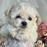 ティーカッププードル