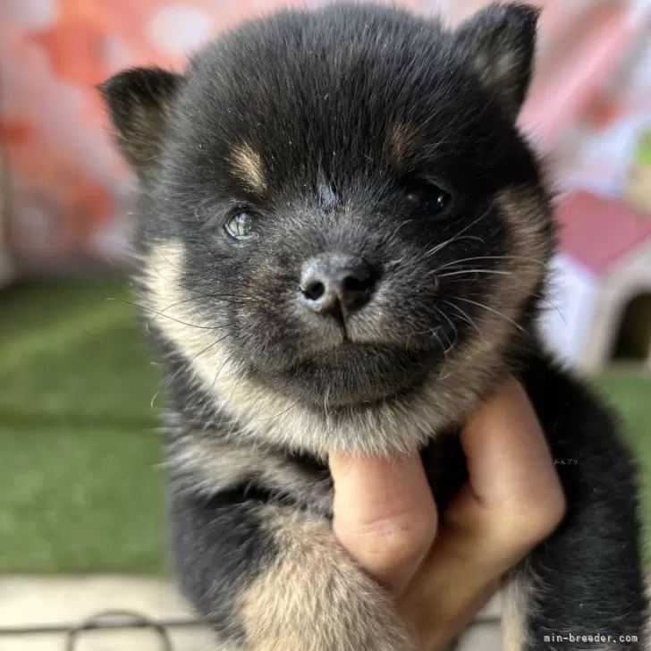 ID:2503-01959の子犬