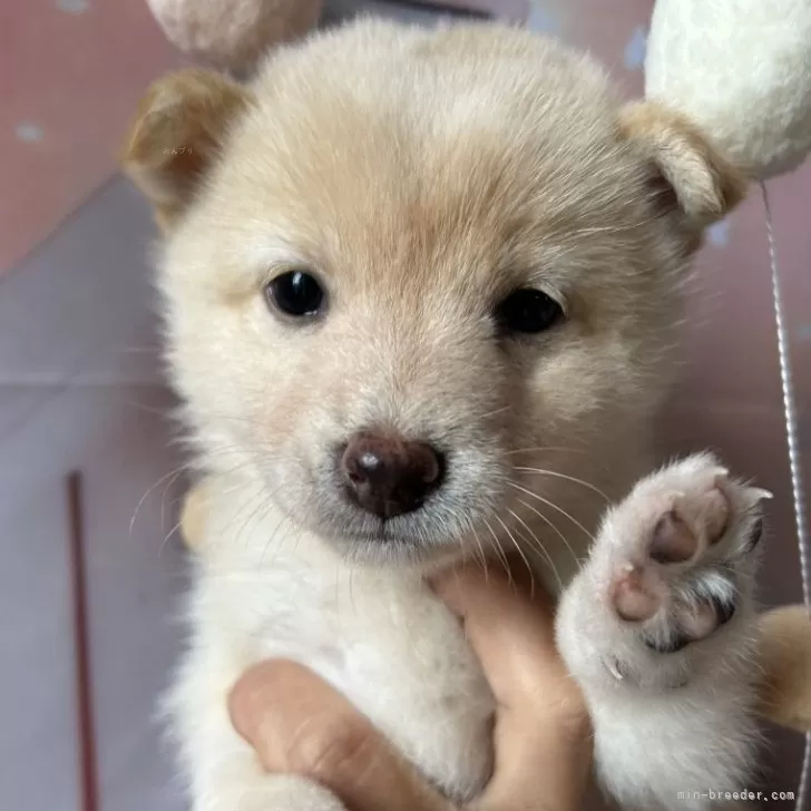 ID：2509-05600の子犬