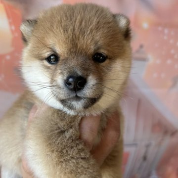 柴犬(豆柴)【群馬県・男の子・2024年12月7日・赤】の写真「小柄、元気、可愛い♡三拍子揃ったボク!」
