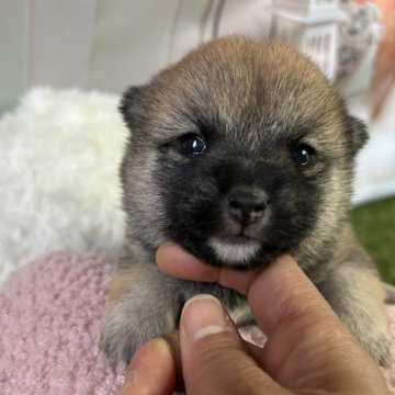 柴犬(豆柴)【群馬県・女の子・2025年4月1日・赤】の写真「顎下の白毛が可愛い♡豆柴女の子！」