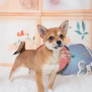しおちゃん 柴犬 子犬用 静岡県の柴犬｜男の子・2023/10/28生まれ・黒色（子犬ID：279491