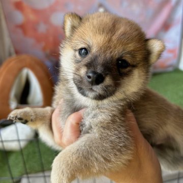 柴犬(豆柴)【群馬県・男の子・2025年7月22日・赤】の写真「ちっちゃいけど、元気で甘えん坊なぼく!」