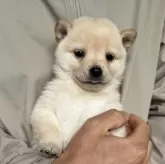 豆柴