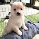 豆柴
