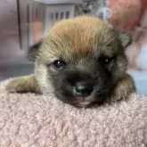 豆柴