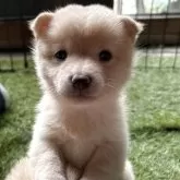 豆柴