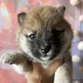 豆柴