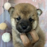 柴犬
