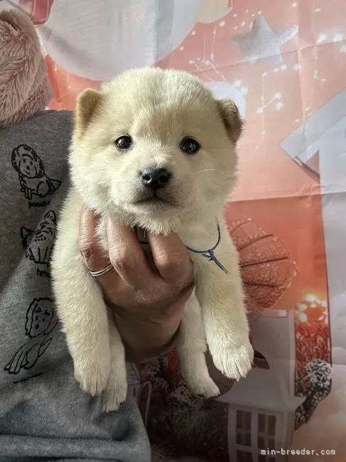 豆柴 】ミニマムサイズの豆ちゃん4ヶ月の成長 | マルワンBLOG | ペットショップ マルワン 小さめ子犬 美形な子猫 初心者安心のサポート